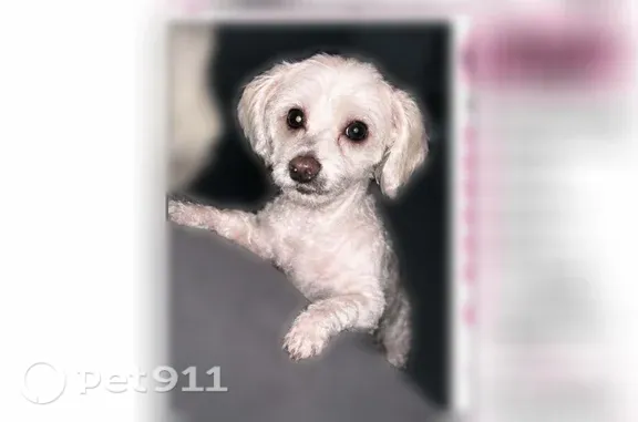 Lost female dog, Project Street, 518, Mountain View, Troy — white and friendly - photo