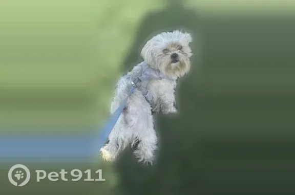 Lost male dog, Castana Lane, 40028, Palmdale, Palmdale - photo