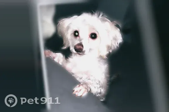 Lost dog, Campbell Avenue, 1001, Mountain View, Troy — female, small white Maltese/poodle - photo
