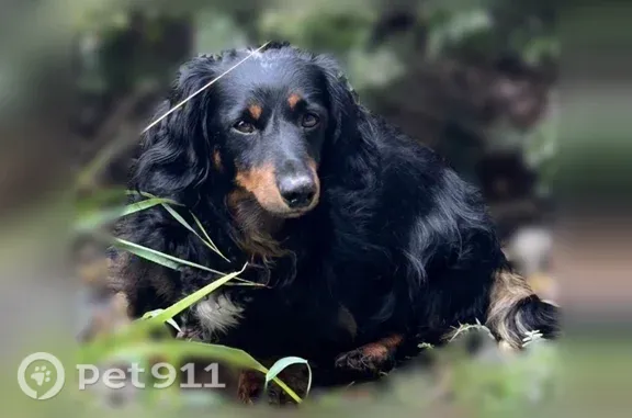 Lost dog, North Frink Road, 13755, Hallsville — male long-haired dachshund - photo