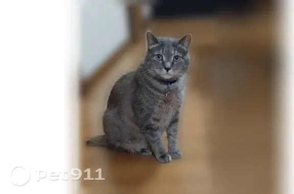 Lost cat, West Cermak Road, 955, Chicago — gray short-haired female - photo