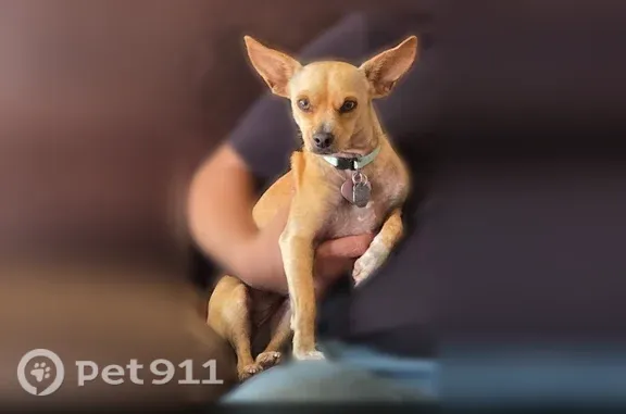 Lost dog, female, East Union H...
