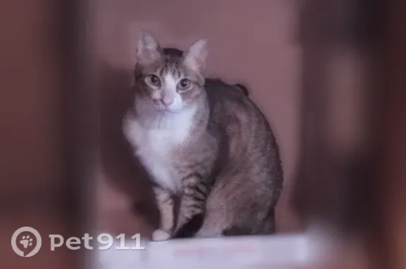 Missing cat Lake Stickney, photo: Lost cat, male, 124th Street Southwest, Washington, Lake Stickney — white chest and paws