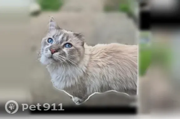 Lost Cat, Hale Street, 820, Ma...