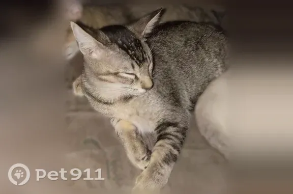 Lost pets Rainbow, photo: Lost male cat, Pechanga, California, Rainbow — F6 ticked Savannah