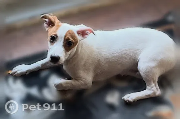 Lost dog, East Beaver Creek Drive, 646, Knoxville — male - photo