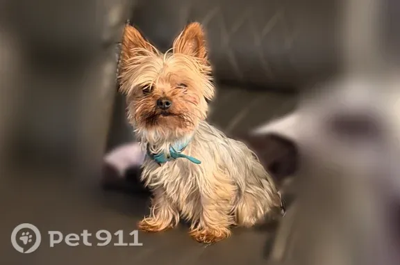 Lost dog, Biloxi Drive, 26028,...