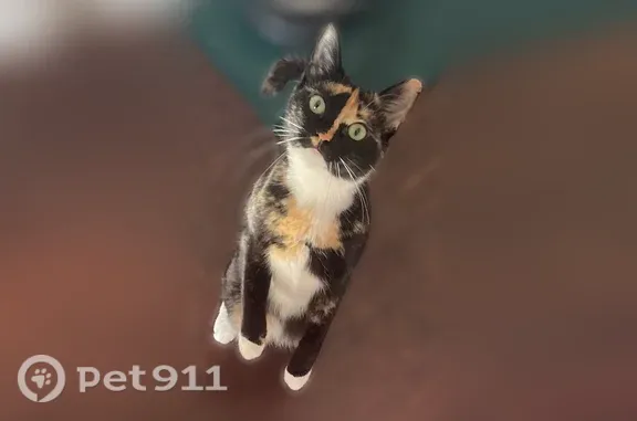 Lost cat, Magnolia Avenue, 111...