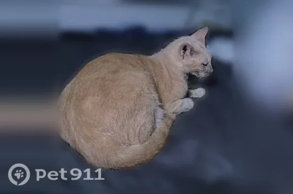 Lost cat, Madeira Street, Hono...