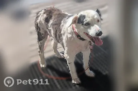 Lost dog, Klamath Avenue, Oreg...