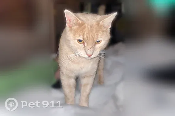 Lost male cat, Uptonville Road...