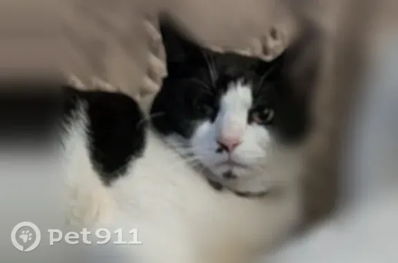 Found cat Lesage, photo: Lost male cat, Ohio River Road, 5306, Lesage, Lesage — distinct facial and chin markings