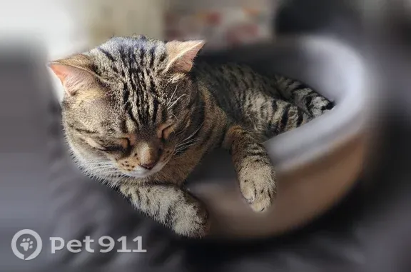 Lost cat, Southwest Bedford Street, 13093, Tigard — shy male with a loud, soulful meow - photo