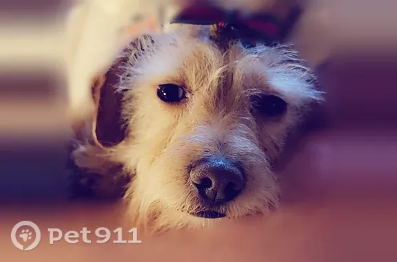 Lost female dog, Jay Street, 805, Eden — blonde terrier mix - photo