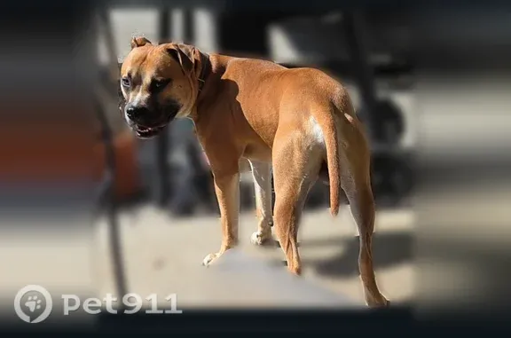 Lost dog, Wickwire Street, 2860, Jacksonville — male with a collar and white markings - photo