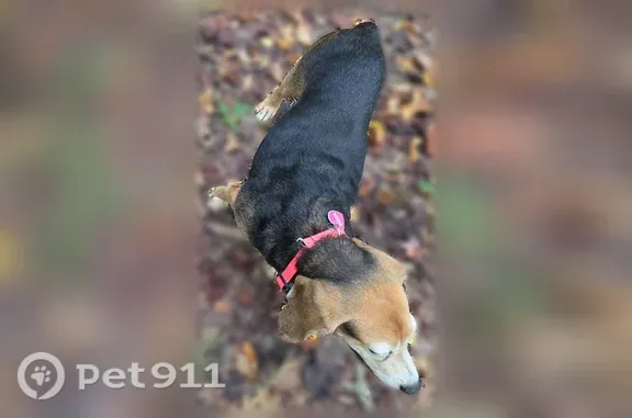 Lost dog, Sawtooth Drive, Virginia, Alton — female with black and brown coat, gray face - photo