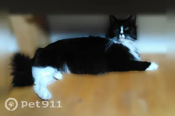 Lost cat, Interstate 75, Florida, Weston — male, shy and fearful - photo