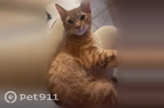 Lost male cat, Saint Marks Avenue, 1336, New York, Brooklyn — ginger with darker ginger stripes on his head - photo