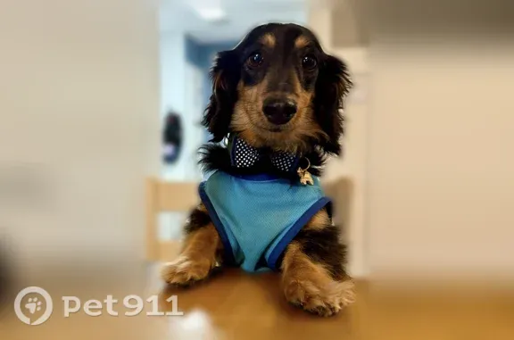 Lost dog, Lockerbie Court, 10202, Austin — male long-haired dachshund - photo
