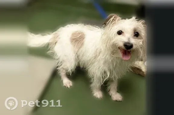 Lost dog, Arnett Boulevard, 591, Rochester — friendly, energetic male - photo