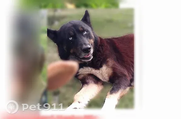 Lost dog, Shady, 10220, Houston — male with icy blue eyes - photo