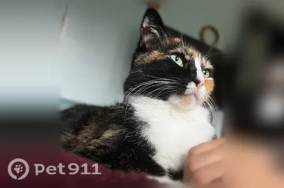 Lost cat, 19th Street, 668, Des Moines — female calico with a white belly and feet - photo