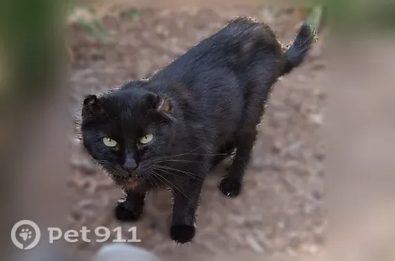 Found cat Decatur, photo: Found cat, Marble Point, 3275, Decatur, Decatur — solid black and affectionate