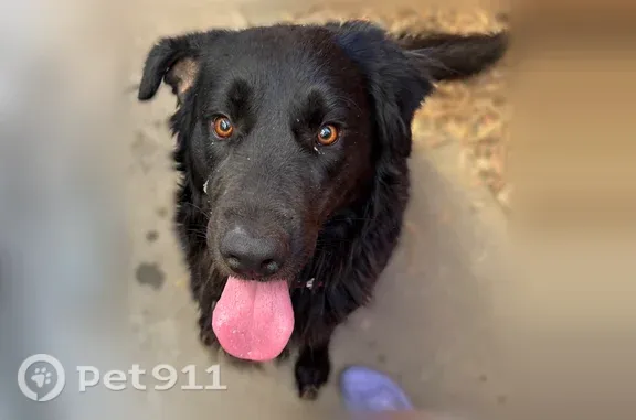 Found pets Modesto, photo: Found male dog, Isabella Drive, 3509, Modesto — large and black