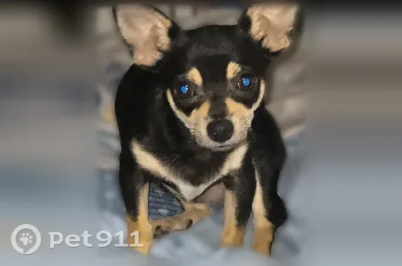 Lost Dog, Breckenridge Drive, 1001, Little Rock — male Chihuahua with black-and-tan fur - photo