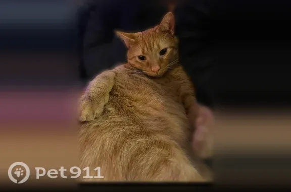 Lost male cat, Falling Run Road, Morgantown, Youngstown — striped ginger coat and rainbow collar - photo
