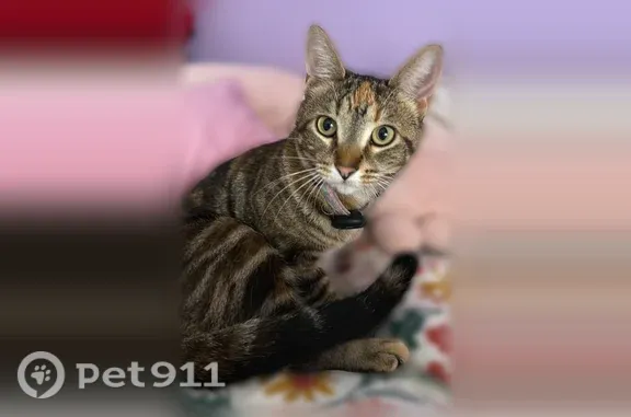 Lost cat, 2750 S 52nd Street, Milwaukee — female with cream paws - photo