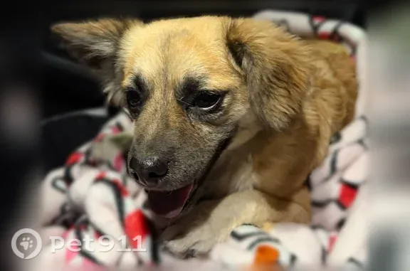Found pets El Paso, photo: Found dog, Long Shadow Avenue, 14684, El Paso — small light-brown female, not microchipped