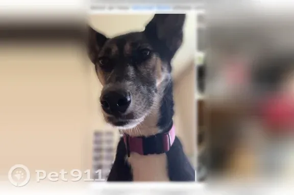 Lost Dog, South Liberty Street, Muncie, Decatur — female with pointy ears and brown eyes - photo