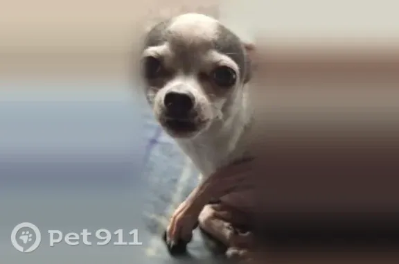 Lost Dog, East Montana Avenue, 369, Glendale Heights — female, very tiny - photo