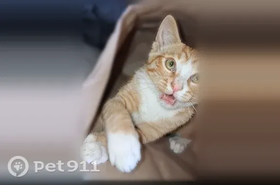 Missing cat Arlington, photo: Lost cat, Ona, West Virginia, Arlington — male orange tabby named Blaze