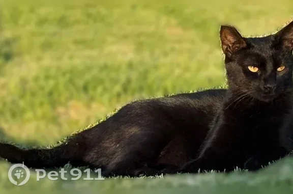 Lost cat, Forest Avenue, 9765, Bloomington — female with a clipped left ear - photo