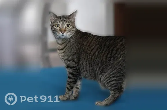 Lost Cat, Female, Sugar Maple Drive, 1146, Greenwood, Chicago — Indoor Gray Tabby - photo