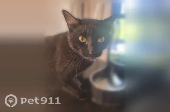 Missing cat McNeal, photo: Lost cat, West Ivalma Street, 3995, McNeal — yellow eyes