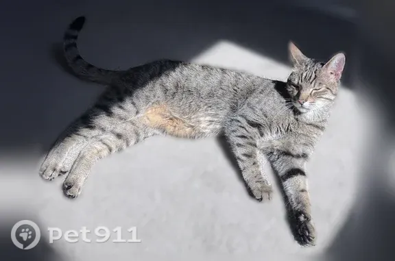 Lost cat, Bucle Prado, Temecula — timid male with an M on his forehead - photo