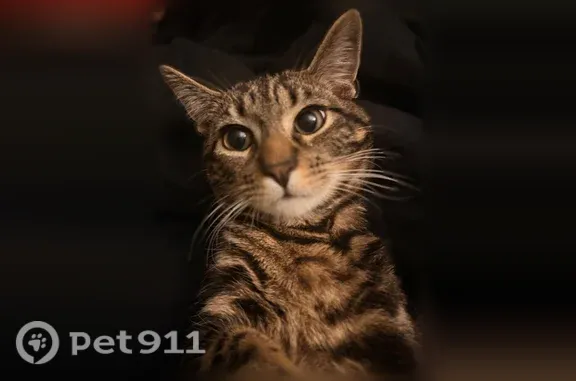 Lost male cat, West Braddock Road, 4843, Alexandria — tan and black tabby - photo