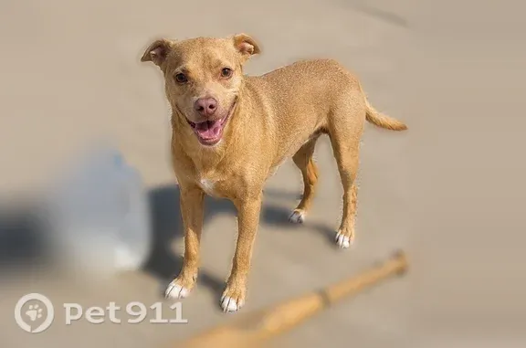 Lost dog, Grover Avenue, 221,...