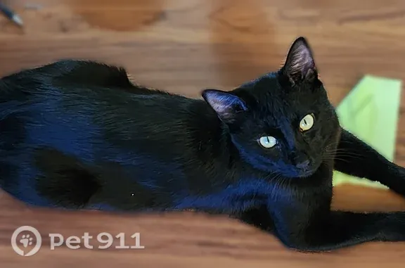 Lost cat, West Mill Street, 742, Buffalo — male, black and friendly - photo