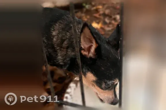 Found dog Villa Rica, photo: Found dog, Georgia 61, 122, Villa Rica — small older male Chihuahua