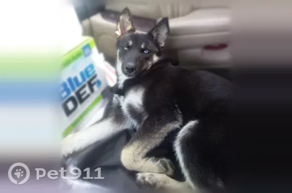 Lost dog, East 166th Street, 11051, Cerritos, Los Angeles — female puppy with one blue eye and one brownish-green eye - photo