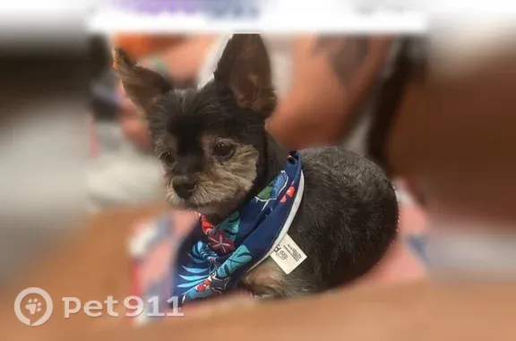 Lost male dog, North Newton Avenue, 3330, Minneapolis — 12-year-old teacup Yorkshire terrier - photo