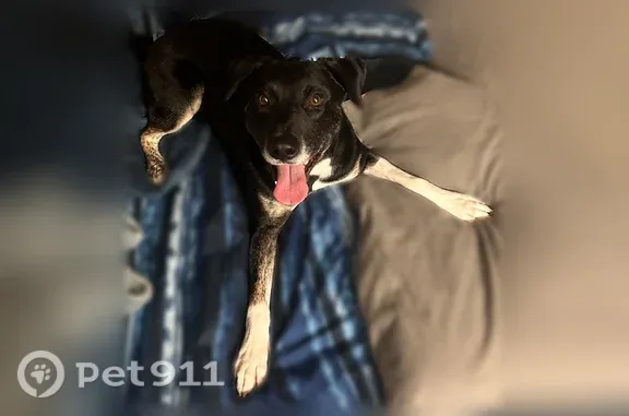 Lost dog, West County Road 350 North, 5298, North Salem — male with black coat and white paws - photo