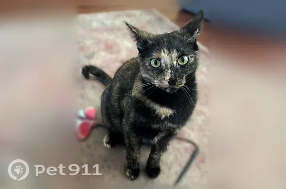 Lost female cat, Indianapolis — black and orange tortoiseshell - photo