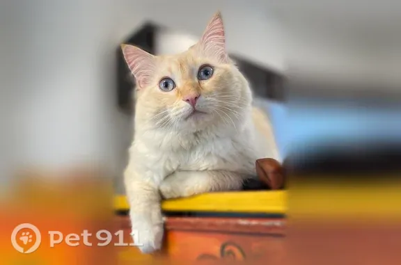 Lost cat, South Carpenter Street, 1940, Chicago — large male Ragdoll - photo