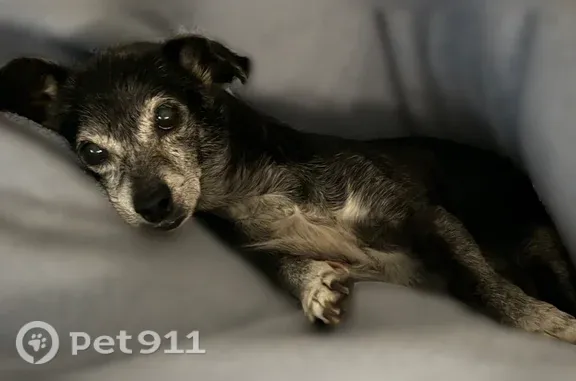Lost female dog, Rouen Avenue, 2835, Winter Park — black Chihuahua mix - photo