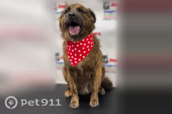 Lost male dog, Hawthorne Lane, 16301, Mount Vernon — brown and black brindle - photo